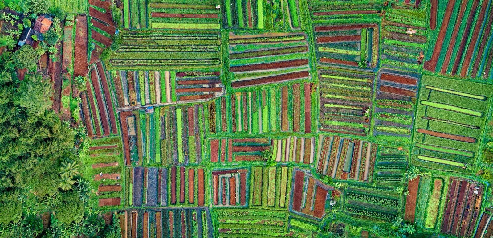 Living Labs: Accelerating Systemic Innovation in the AgriFood Sector